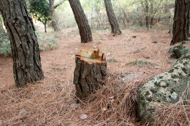 Professional Tree Care in St Peter, MN